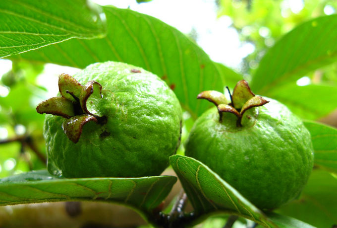 স্বাস্থ্যগুণে ভরপুর পেয়ারা