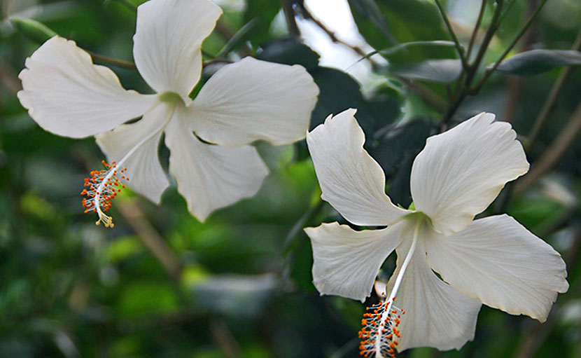 চুলের যত্নে জবা ফুলের ৫টি জাদুকরী প্যাক!