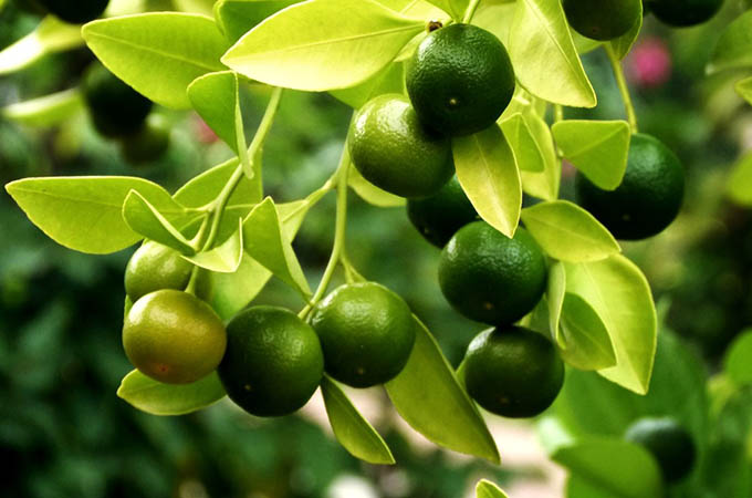 লেবুর কিছু অসাধারণ ব্যবহার
