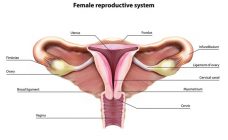 female-reproductive-organ