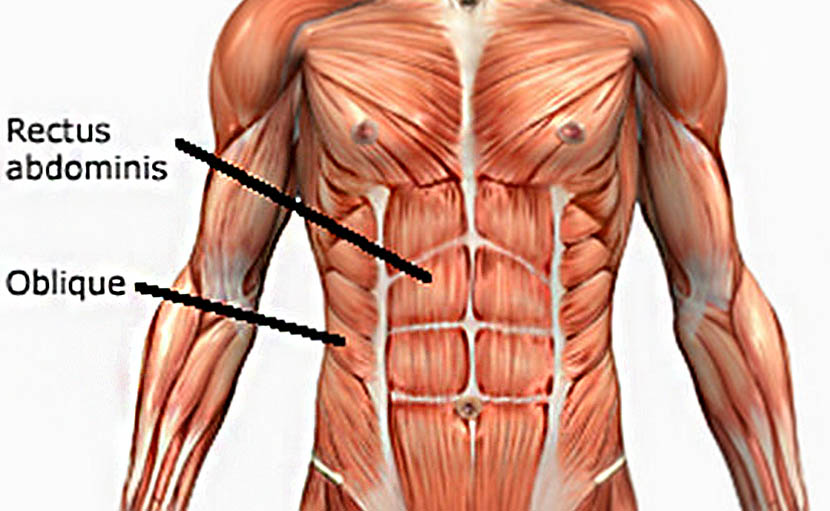 Rectus abdominis мышца