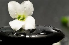 white-flower-