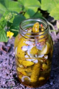 Refrigerator-Pickles-in-a-Jar-350x525