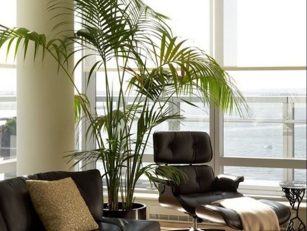 indoor plants 1