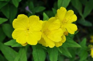 primrose flower