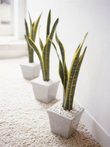 snake_plant