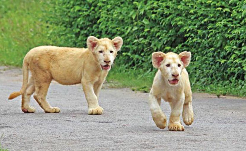 বঙ্গবন্ধু সাফারি পার্ক এ সিংহ শাবক - shajgoj.com