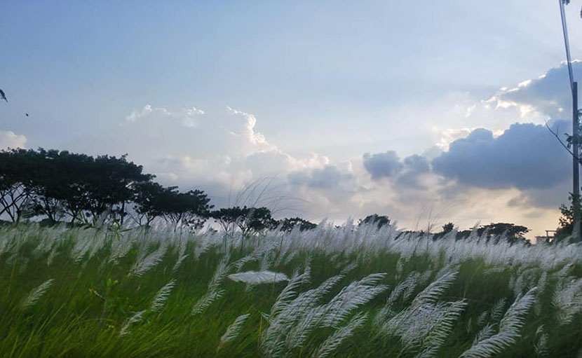 আশুলিয়া কাশবন - shajgoj.com