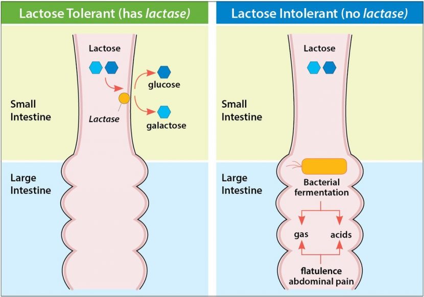 ল্যাকটোজ টলারেন্স ও ইন্টলারেন্স - shajgoj.com