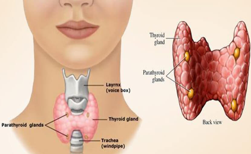 থাইরয়েড কী? - shajgoj.com