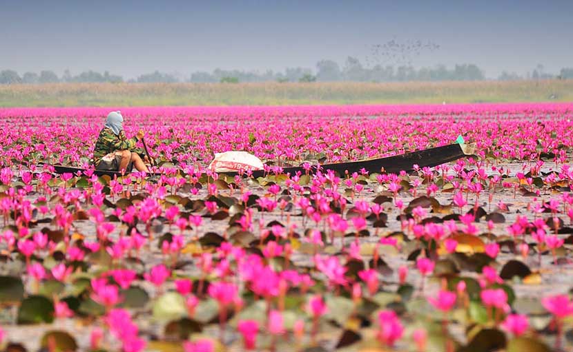 বরিশালের শাপলা গ্রাম - shajgoj.com