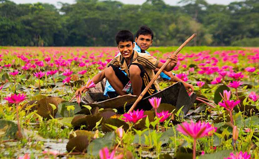 সাতলার শাপলা গ্রাম - shajgoj.com