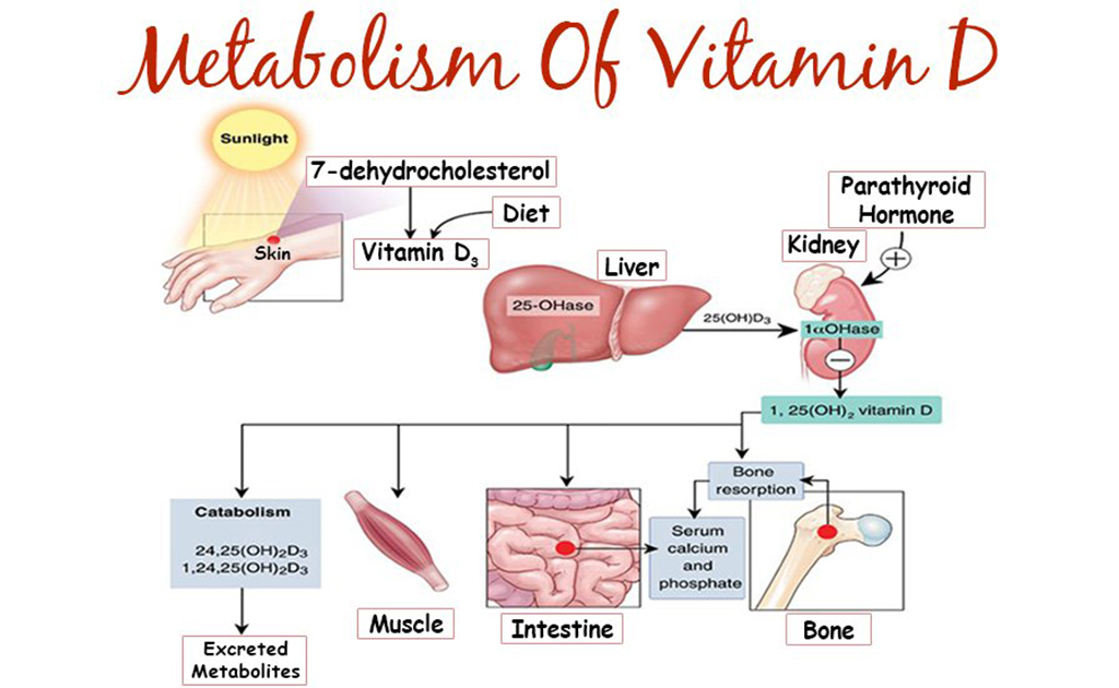 ভিটামিন ডি মেটাবোলিজম যেভাবে কাজ করে তার ফ্লো চার্ট 