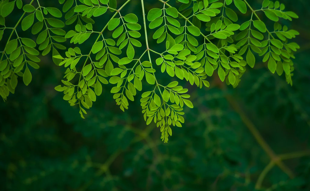 Moringa leaf