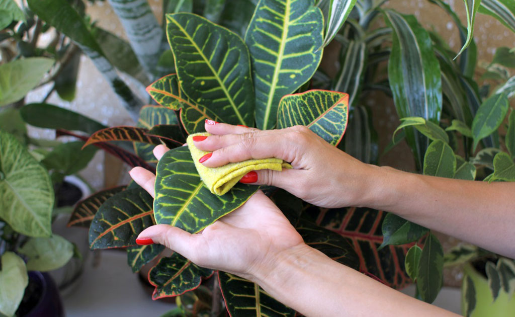 Indoor Plants care