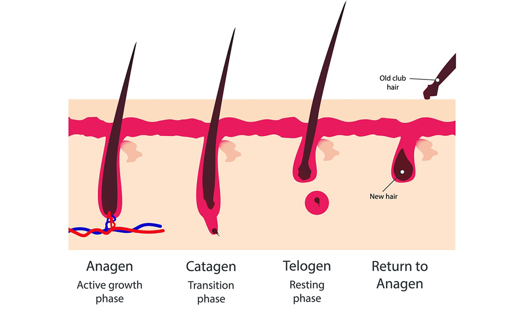 হেয়ার গ্রোথ সাইকেল 