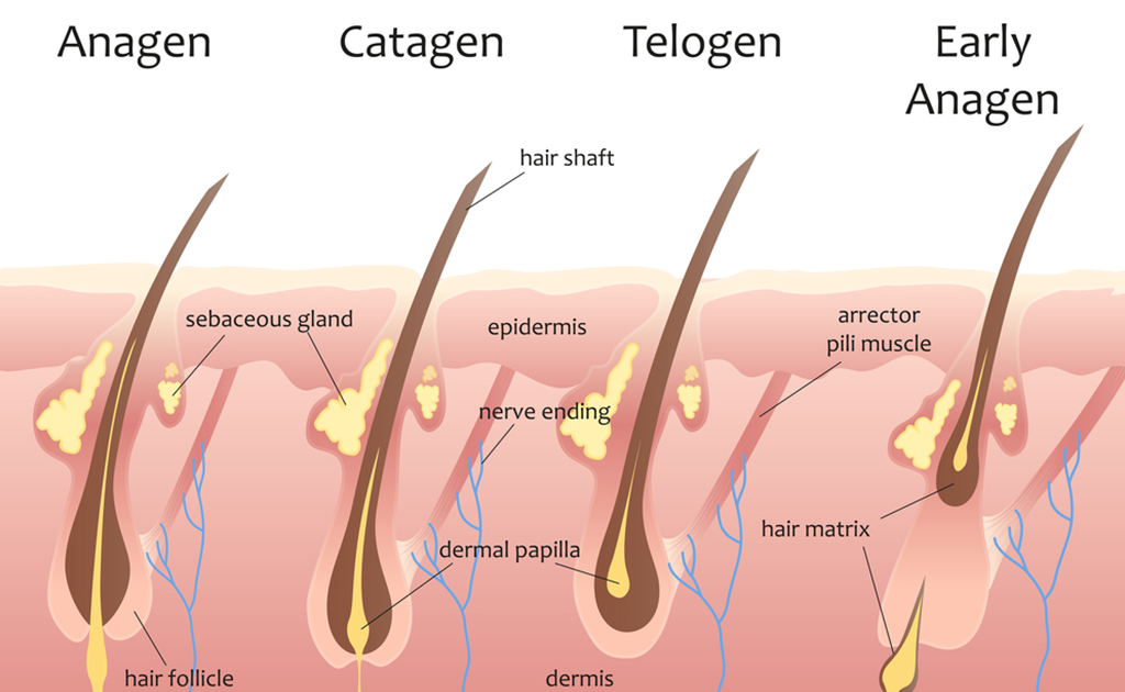 হেয়ার গ্রোথ স্টেজ 