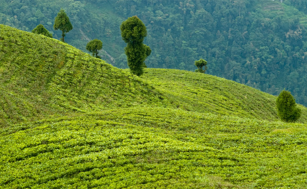 হ্যাপি ভ্যালি টি স্টেট