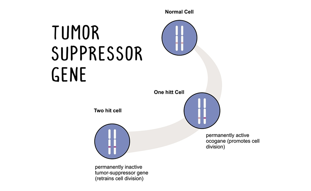 Gen supresor de tumores 