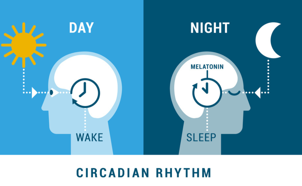 মেলাটোনিন ও কর্টিসল হরমোনের ভূমিকা খুবই গুরুত্বপূর্ণ